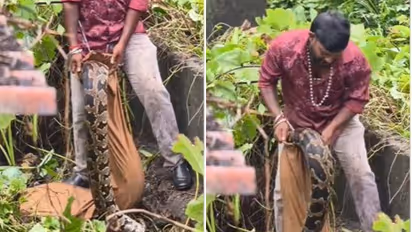 50 kilogram python