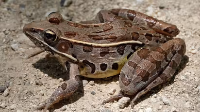 Daimond Frog