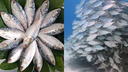 hilsa fish