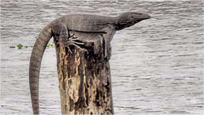 Monitor lizards