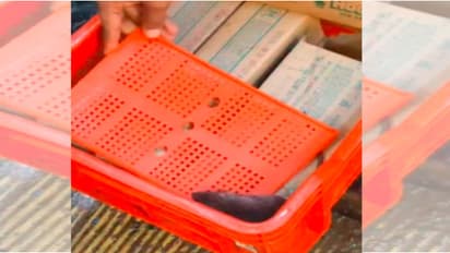 Rat spotted in ice cream crate kalyan