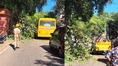 banyan tree branch fall down