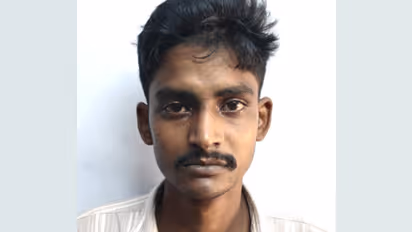 bengal native