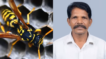 wasp attack