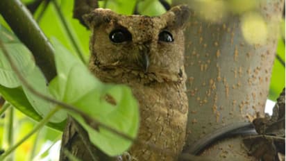 rare owl