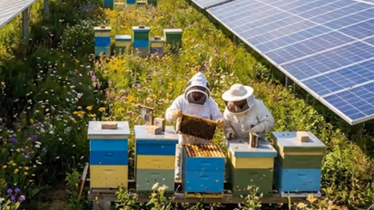 Bee farm