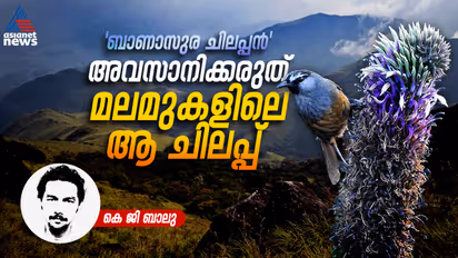 Banasura laughingthrush