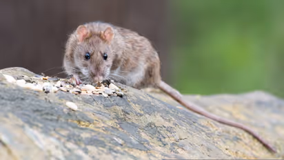 rat