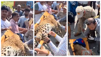 nainital disabled woman traps leopard