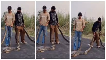 UP Men Performing Risky Stunts With Giant Pythons