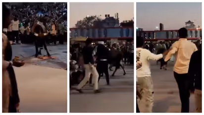 Bull Charges At Ganga Aarti Crowd In Haridwar