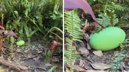 cassowary egg