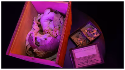 Moa Egg