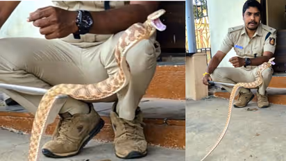 Mundagod Cat Snake