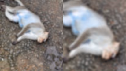 Monkey killed