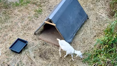 Tokyo railway station goats