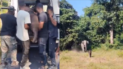 elephant calf reunited with mother