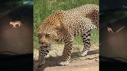 Kempegowda Layout Leopard