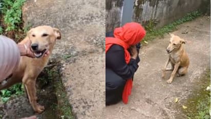 stray dog thanks women for rescue