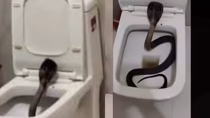 cobra in hotel toilet  pushkar