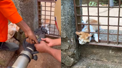 cat trapped in gate rescue