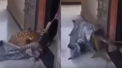 women leopard tied to door rajasthan
