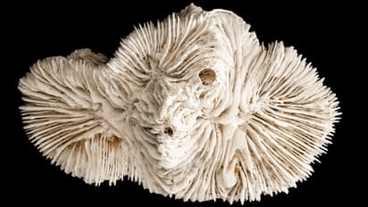 Coral Fossil Research