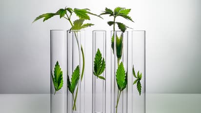 Plant's Anti-Cancer Secret