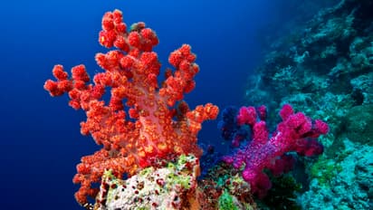 Coral reefs