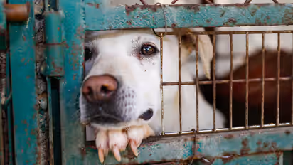 Dog in a cage