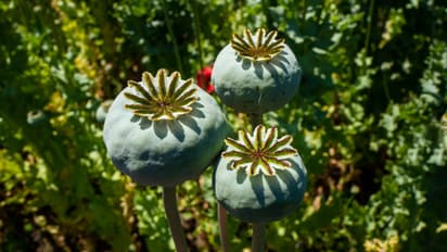 Opium Poppy Farming