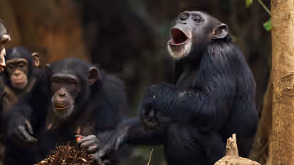 Chimpanzees