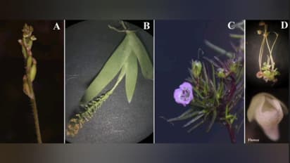 New Plant Species in Western Ghats