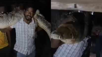 Man carries crocodile on shoulder