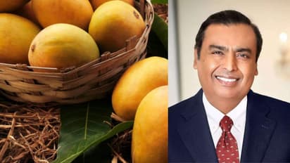 Mukesh Ambani Jamnagar Mango