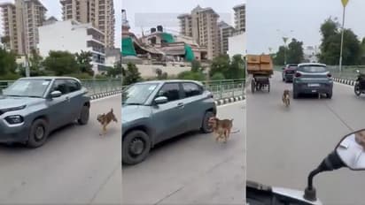 Dog chase owner Faridabad