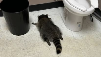 raccoon drinks alcohol in US
