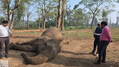 Dubare Elephant dies