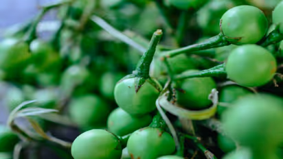 how to prepare sundaikai kuzhambu 