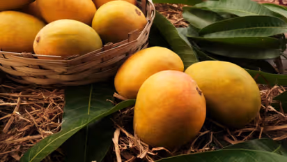 how to identify artificially ripened mangoes
