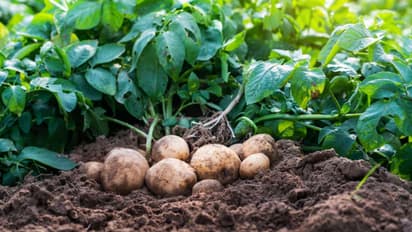 _Potato antioxidants