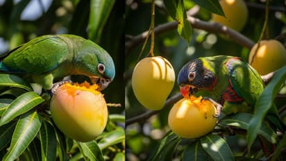 popular mango varieties from south india