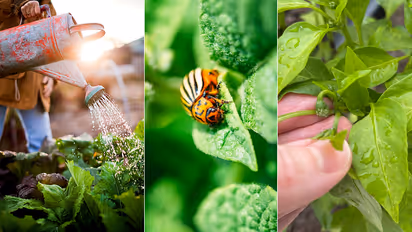 How to protect plants and Garden from insects naturally