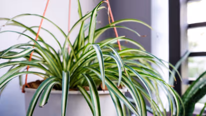 Best summer care tips for spider plant indoors