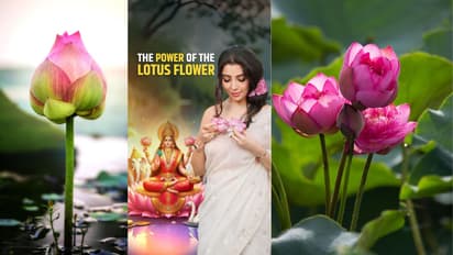 lotus flower vastu upay for money 