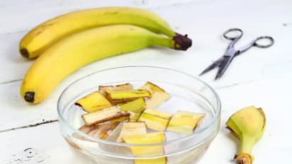 Fruits peel fertilizer for plant