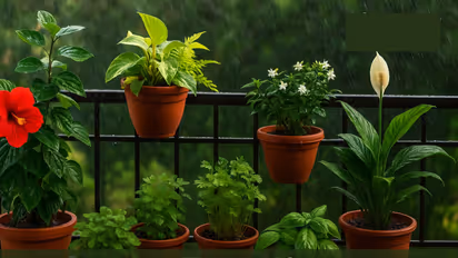 5 monsoon friendly plants for home garden