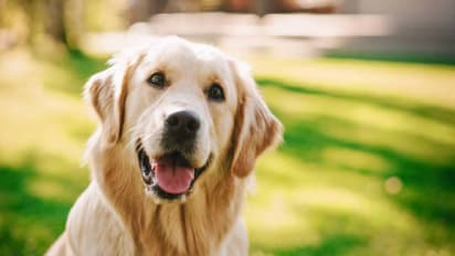 Dog Babu Bihar certificate