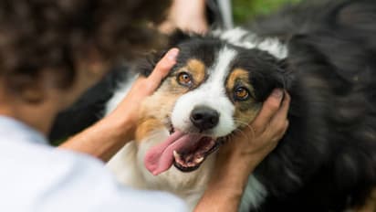 Gopalganj dog attack