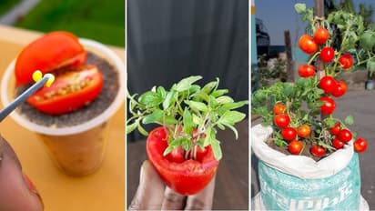 How to Grow tomatoes in balcony right now